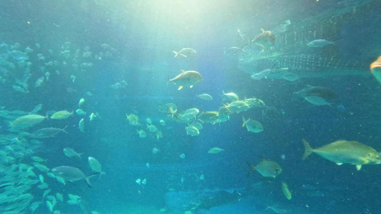 Diverse marine life swimming in a large aquarium