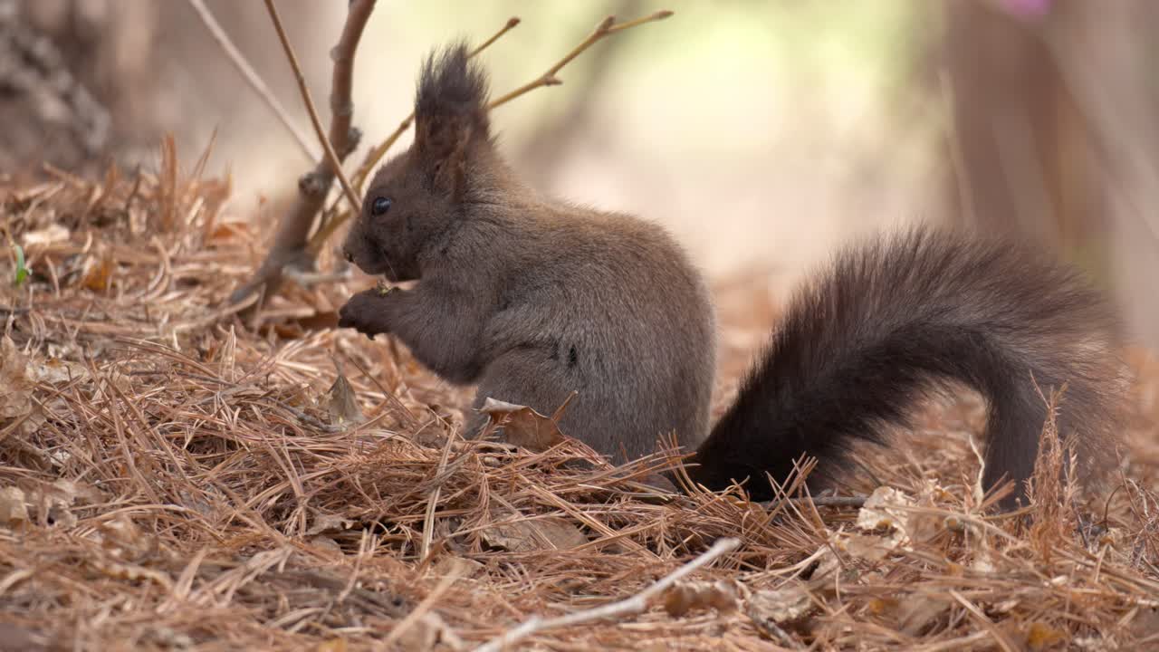 la ardilla gris esponjosa euroasiática está sentada en el césped en el bosque de otoño, sosteniendo una nuez en sus patas y comiéndola