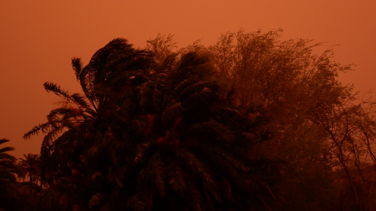 palmera bajo neblina roja debido a la nube de polvo proveniente del desierto del sahara