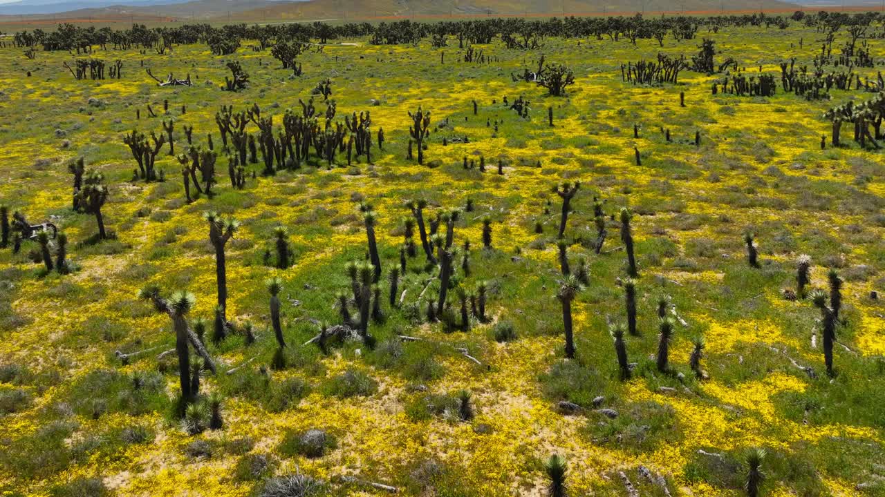 una primavera húmeda de 2023 resulta en una inusual floración de flores silvestres en el desierto de mojave - aero