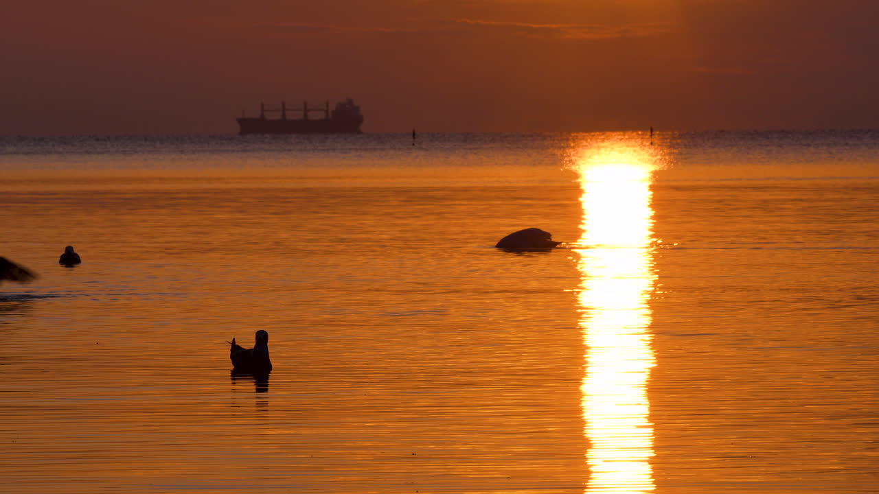 Swans and ducks glide through radiant orange waters at dawn with ship far in the sea