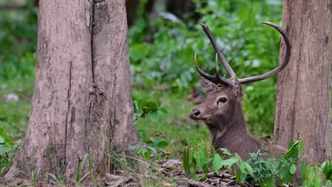 El-Ciervo-Del-Campo-Es-Una-Especie-En-Peligro-De-Extinción-Debido-A-La-Pérdida-De-Hábitat-Y-La-Caza