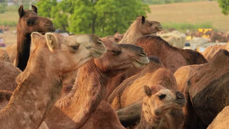 camels at the pushkar fair, also called the pushkar camel fair or locally as kartik mela is an annual multi-day livestock fair and cultural held in the town of pushkar rajasthan, india.