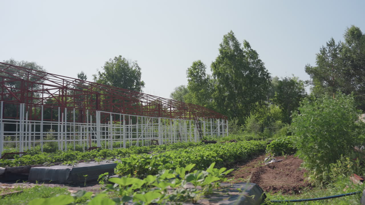 Back view of agronomist walking toward farm stand carrying crate wiping sweat from head while surveying crops and frame structure on sunny day with rows of plants and trees