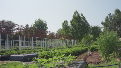 back view of agronomist walking toward farm stand carrying crate wiping sweat from head while surveying crops and frame structure on sunny day with rows of plants and trees