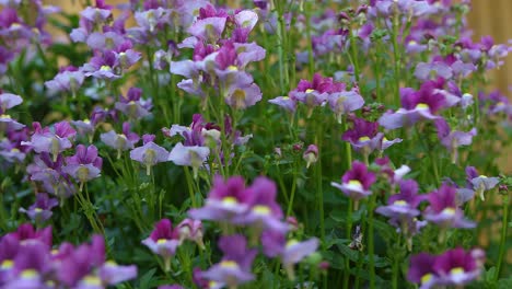 Trailing-pansies-blowing-in-the-wind