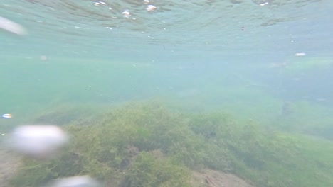 vista submarina del lecho del río con algas