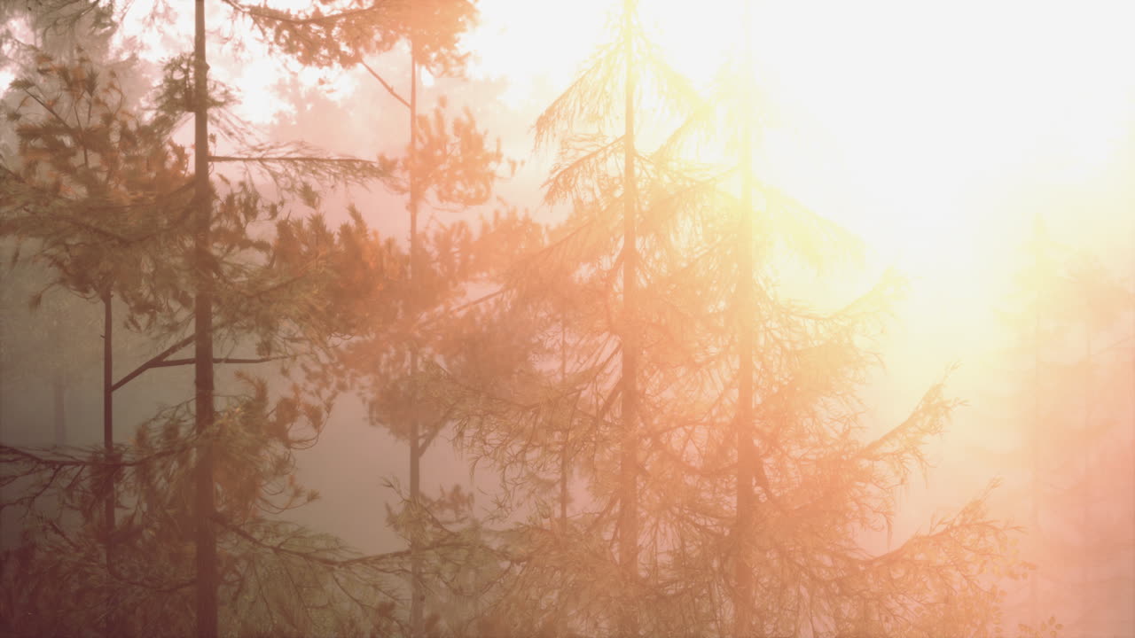 안개 숲의 해가 뜨는 것