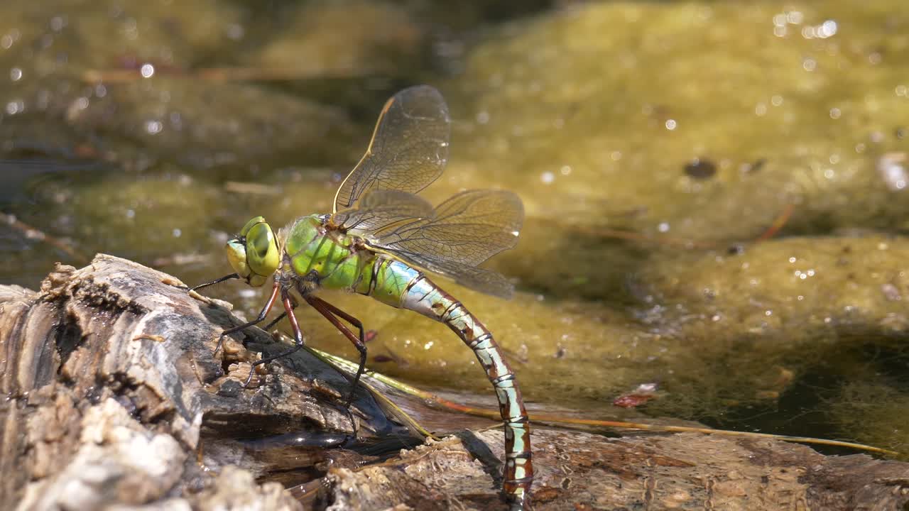 foto macro de una libélula salvaje descansando sobre un tronco de madera junto a un estanque natural y refrescándose durante el caluroso día de verano