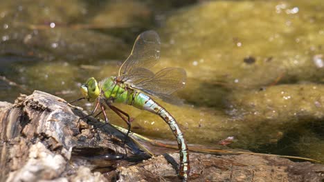 macro shot of wild dragonfly resting on wooden log beside natural pond and cooling during hot summer day