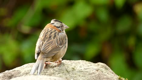 Portrait-of-a-Rufous-collared-Sparrow-sitting-on-the-rock