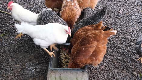 mixed variety and brown, white and black colored chickens and hens feeding on grain feed from a trough on a small lifestyle farm