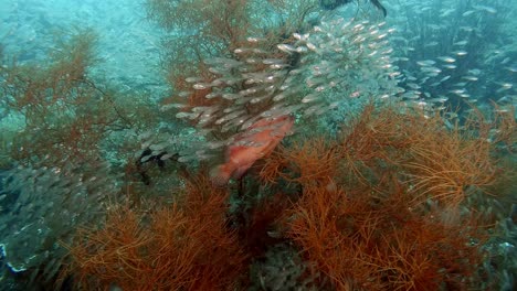 a red grouper lurking in coral, waiting for the perfect moment to strike his pray that is swimming all around him