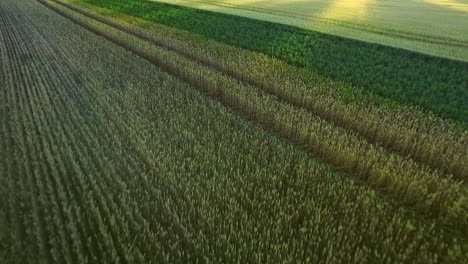 Schönes-Landschaftsweizenfeld-In-Landwirtschaftlichen-Flächen.-Getreidefeldantenne