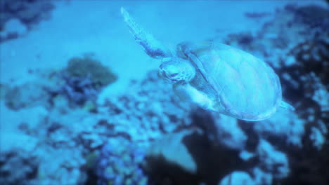 sea turtle swimming in a coral reef