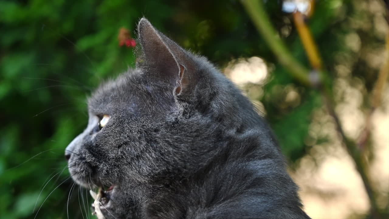 Dark british fold cat playing in the garden and eating a tree branch, slow motion