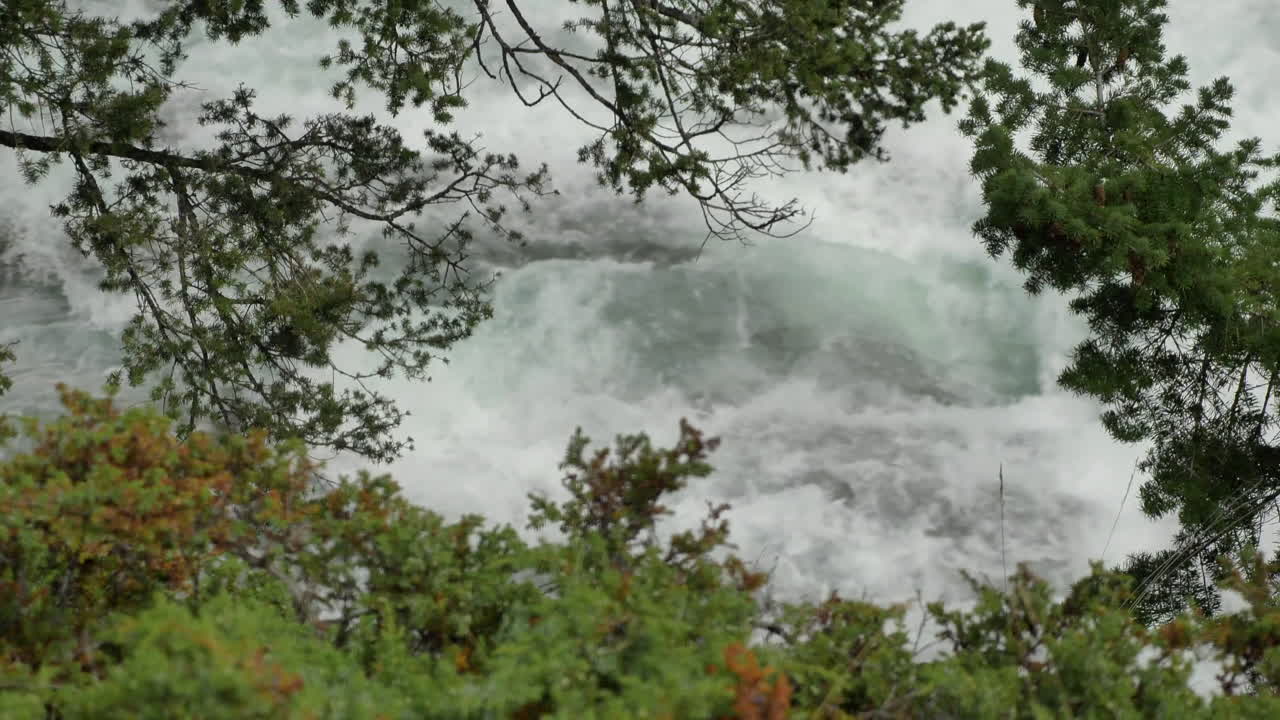 Epic Shot through Trees of Rushing Rapids.