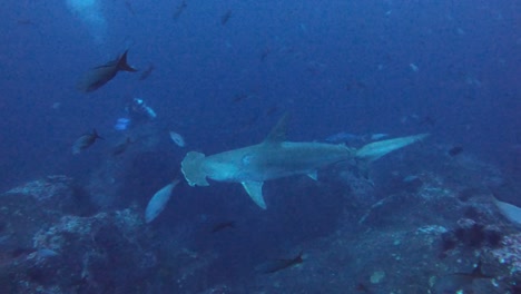 hammerhead shark swims in dark waters