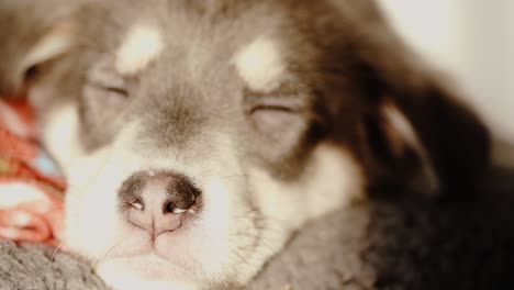 various closeup shots of sleepy puppy in evening light