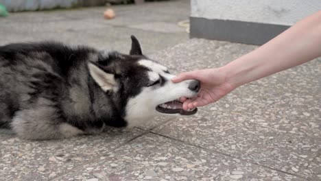 girl plays with a husky