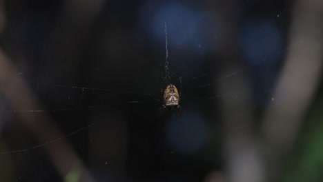 spider hanging in rainforest web