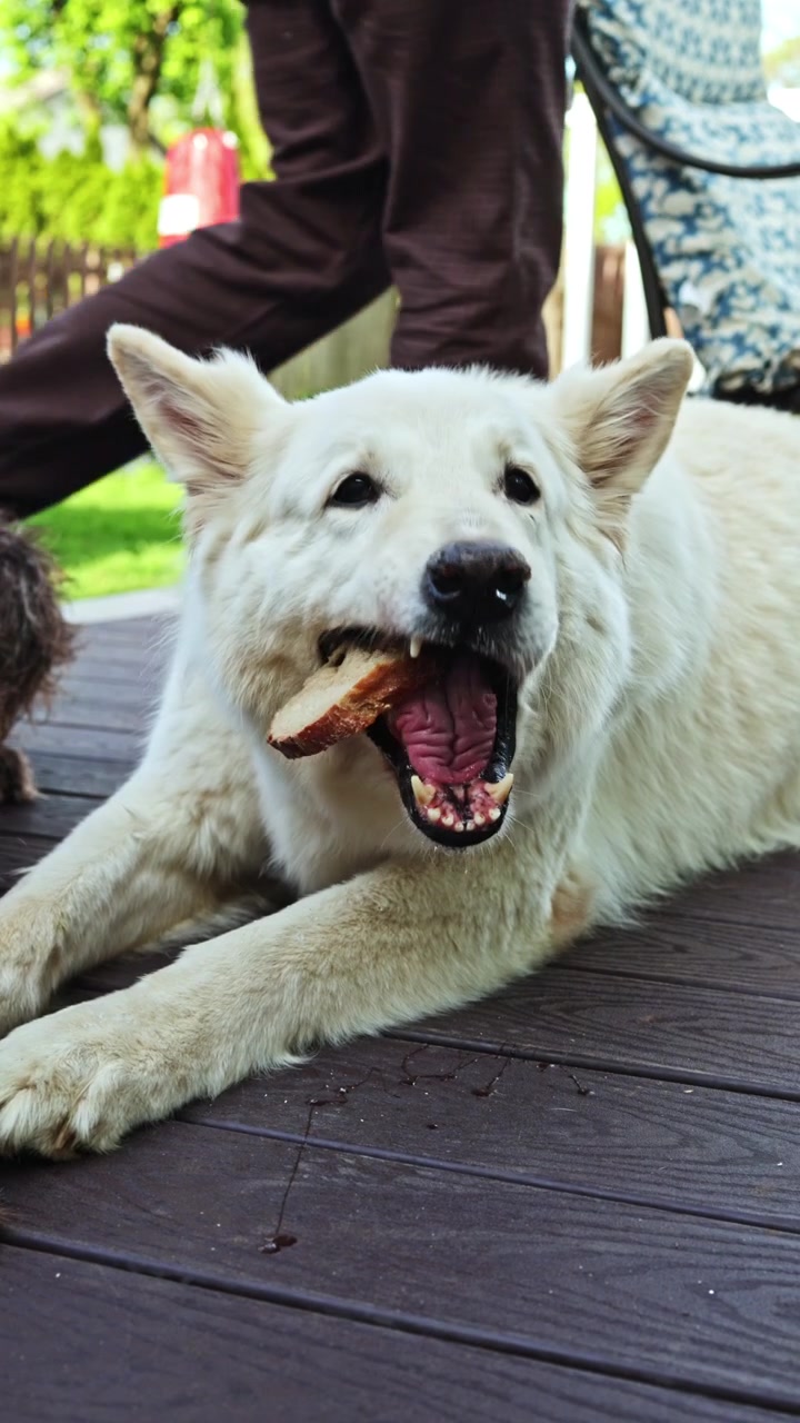 Un perro disfruta de un snack en una terraza de madera cerca de su dueño en el patio trasero en un día soleado, mientras otro perro está cerca.