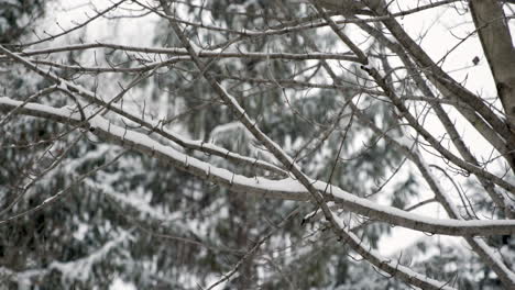 Tree-Branches-in-Snow---Slow-Motion-Panning