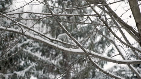 Äste-Im-Schnee---Schwenken-In-Zeitlupe