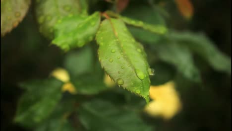 gotas de rocío en las hojas de rosa