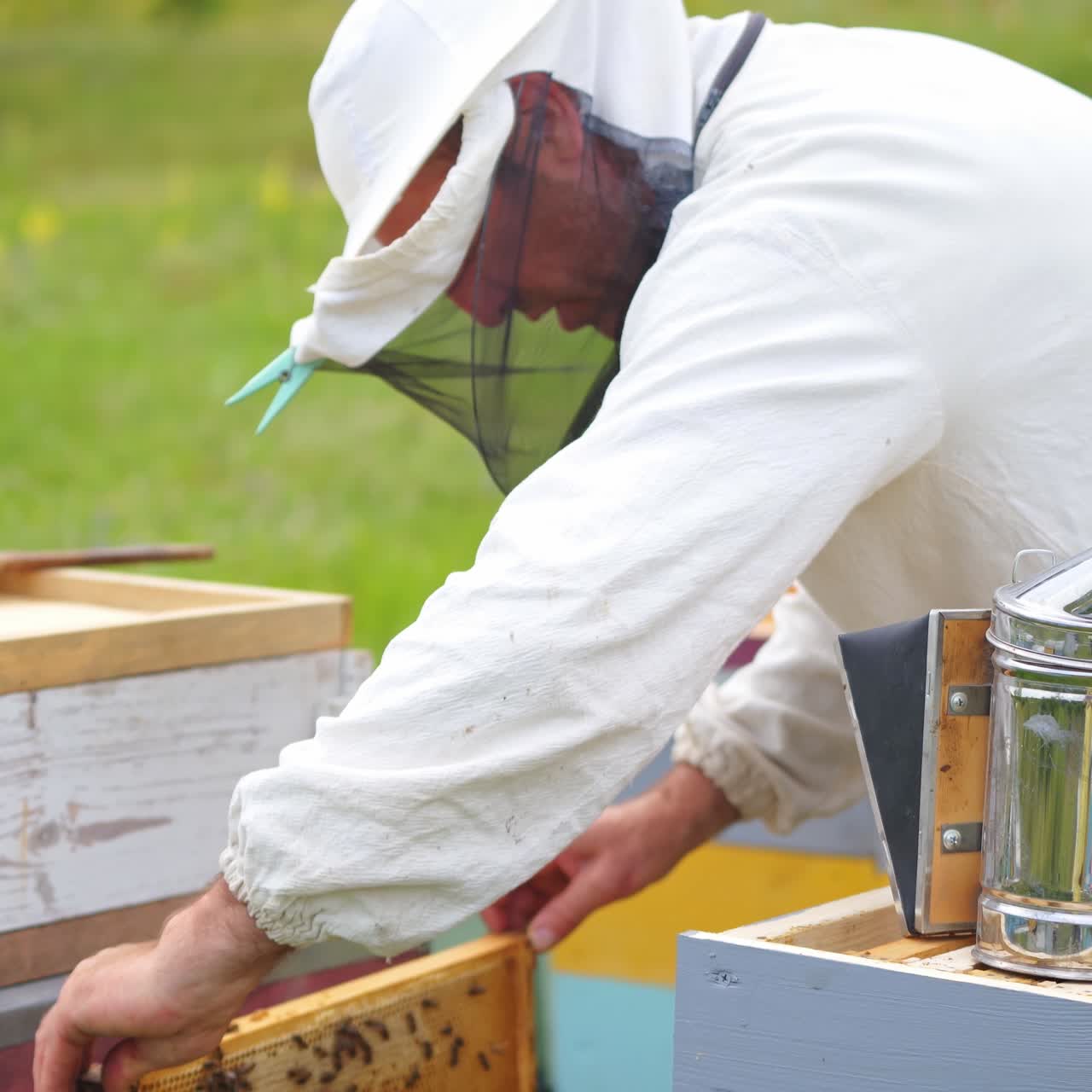 Beekeeper works with smoker near hives. Worker collects honey at apiary. Apiculture concept