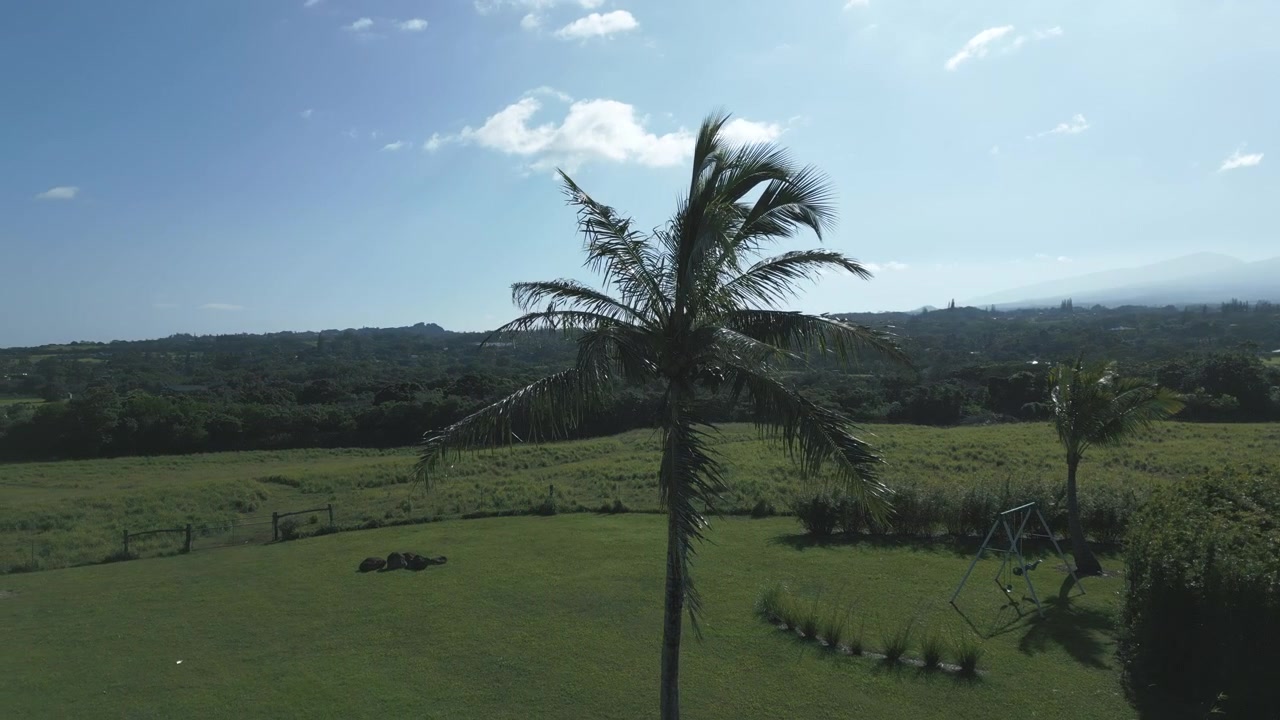 Aerial view rotating around a palm tree in an open field in Maui, Hawaii