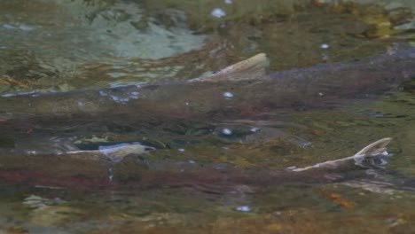 salmón en un río