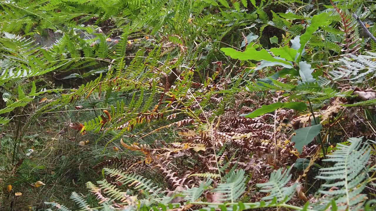 숲에 고사리 식물