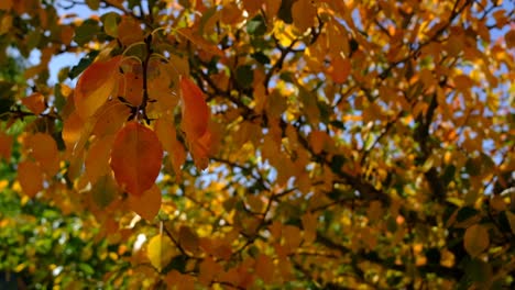 hoja marrón en otoño