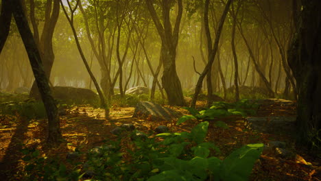 Raíces-De-Un-árbol-En-Un-Bosque-Brumoso