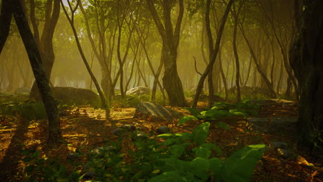 raíces de un árbol en un bosque brumoso