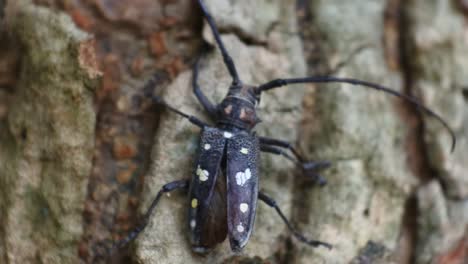 Asian-tree-bark-beetle-crawls-on-jackfruit