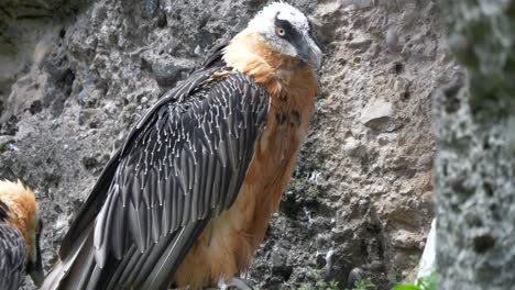 close up of gypaetus barbatus bearded vulture resting between rocks