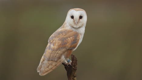 barn owl on a branch