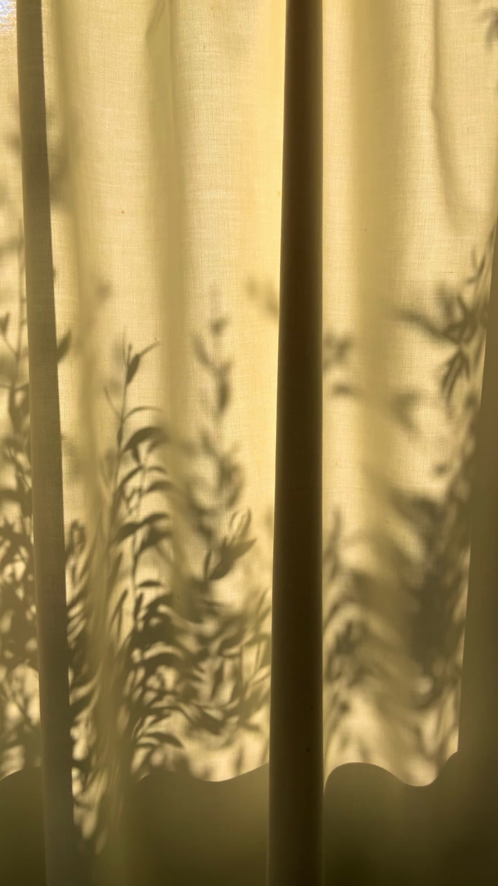 UGC style vertical video of dappled light and tree plant shadow on curtain window. Reel social media content of warm morning light shining into room in cozy day in hotel or cabin in woods. Tree shape