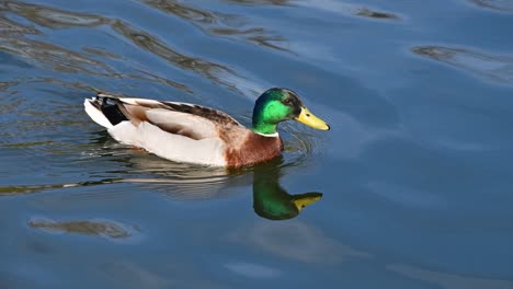 mallard duck swimming over ripples on water