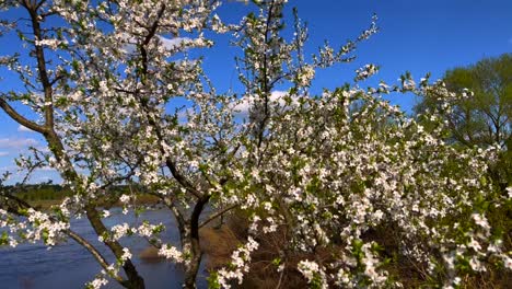 Tree blossom with white flowers during spring forward movement