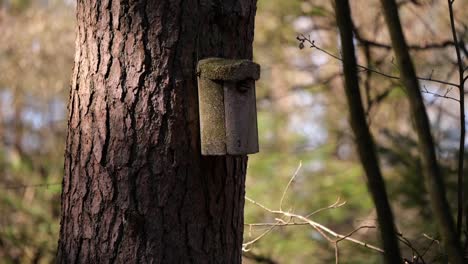 Eurasian-Nuthatch-Coming-Out-Of-Birdhouse-On-Tree-Trunk