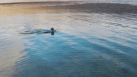 Seelöwe-Schwimmt-Tagsüber-Auf-Dem-Blauen,-Ruhigen-Wassermeer-In-Den-Westfjorden,-Island