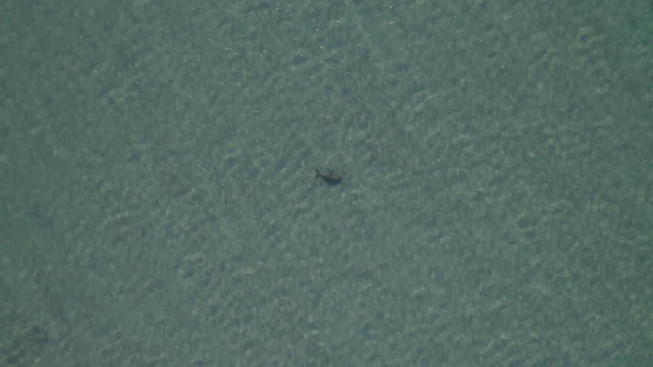 호주 그레이트 배리어 리프의 투명한 바닷물을 통해 본 듀공의 최고 전망