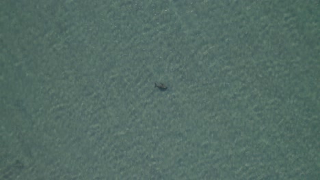 Top-View-Of-Dugong-Seen-Through-Transparent-Sea-Water-In-Great-Barrier-Reef,-Australia