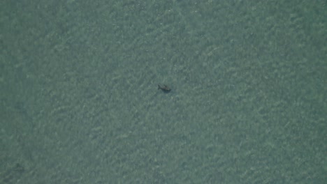 вид сверху на дюгоня сквозь прозрачную морскую воду в большом барьерном рифе, австралия