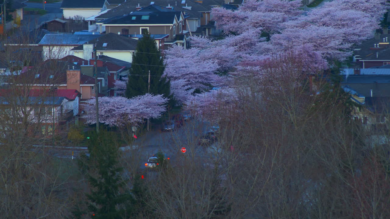 The City Of Vancouver Canada Surrounded With Tall Trees And Houses - Vehicles Are Travelling In The Highways During Sunset - Wide Shot
