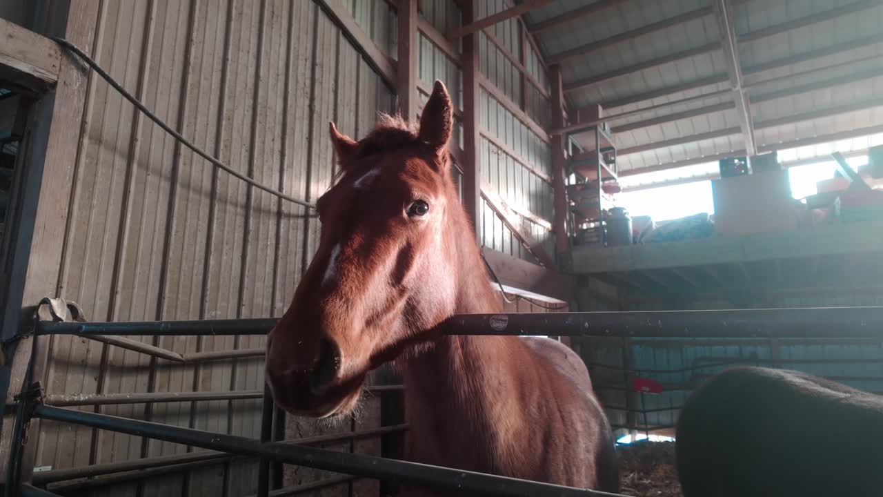 A horse in a sunny barn with visible breath on a chilly day