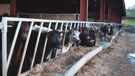 Vacas-Jóvenes-Comiendo-Su-Alimento-Matutino-En-Una-Granja-Ganadera-En-Funcionamiento